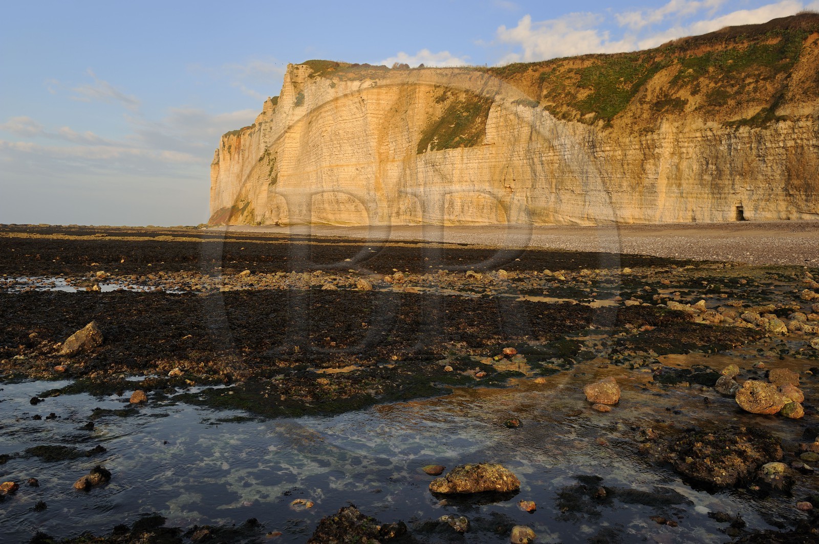 France, Seine-Maritime, Cote d'Albatre, Vattetot-sur-Mer, the cliffs and the beach at low tide