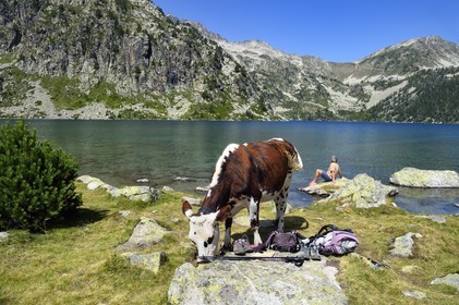 France, Hautes Pyrenees, Saint Lary Soulan and Vielle Aure, Neouvielle National Nature Reserve, Neouvielle lakes hike, cows in mountain pastures at Aubert lake and rest of the hiker