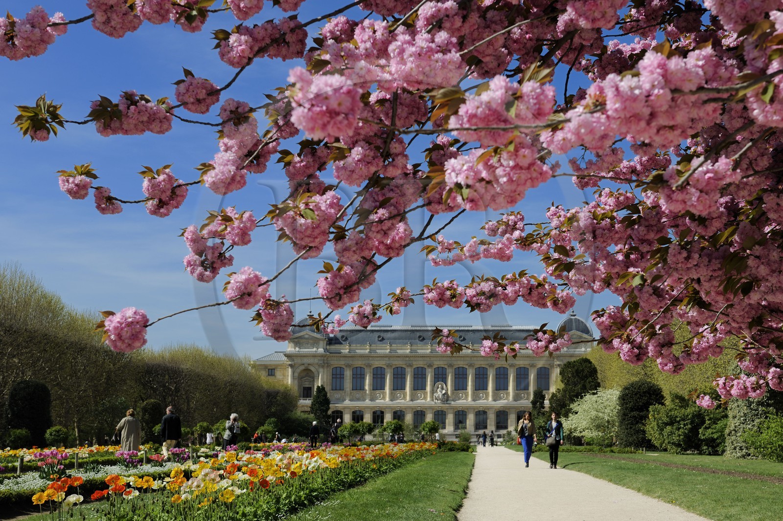 France, Paris (75), Muséum d'Histoire Naturelle, le Jardin des Plantes et la Grande Galerie de l’Évolution