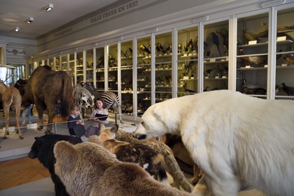 France, Charente-Maritime (17), La Rochelle, le Muséum d'histoire naturelle (muséum Lafaille), galerie de zoologie