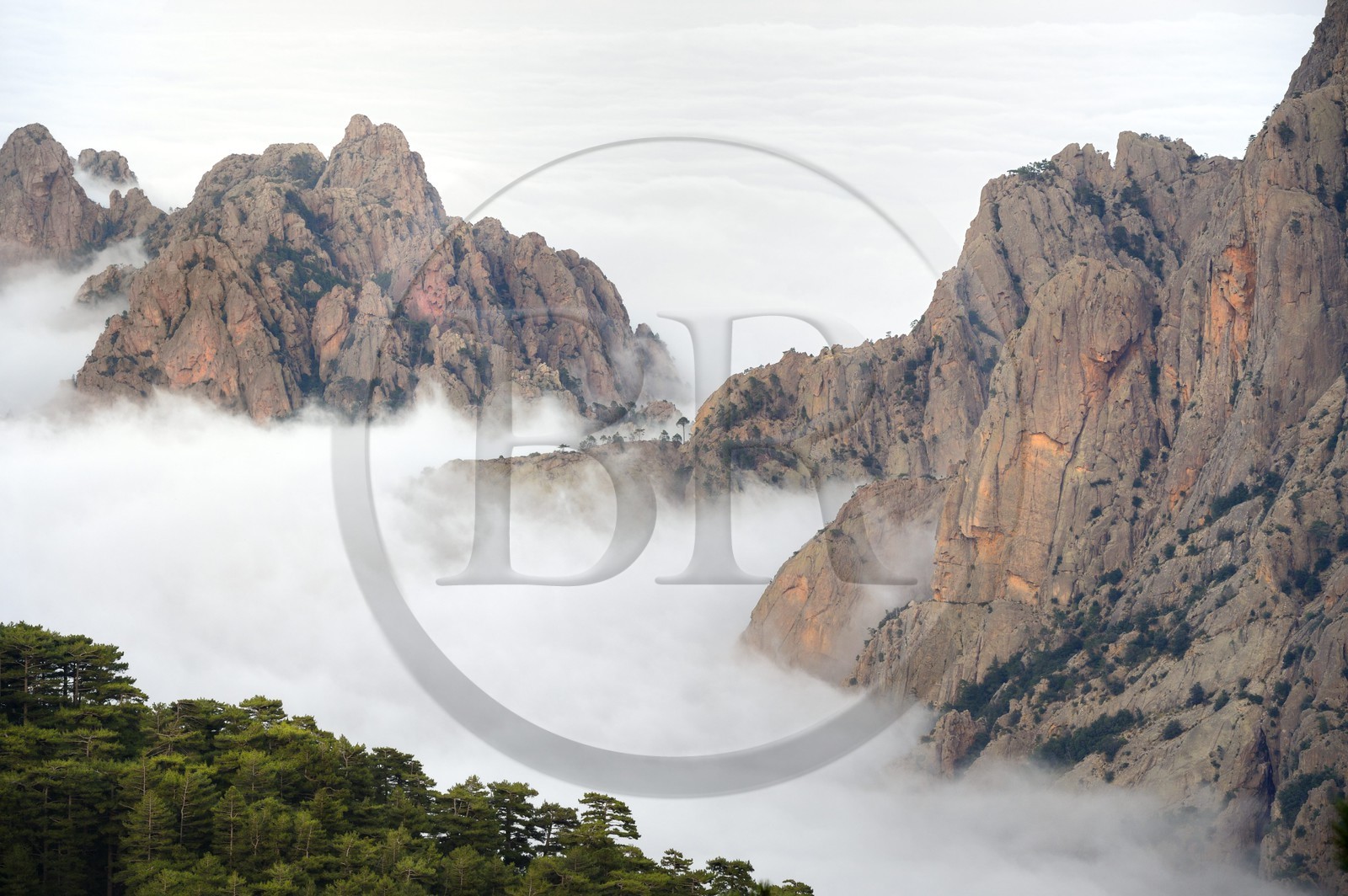France, Corse-du-Sud (2A), Alta Rocca, sommets des monts à l'Est du col de Bavella émergeants des nuages et la forêt de Bavella de pins laricio en premier plan