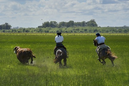 Argentine, province de Buenos Aires, San Antonio de Areco, estancia La Bamba de Areco, gauchos au travail pourchassant un taureau