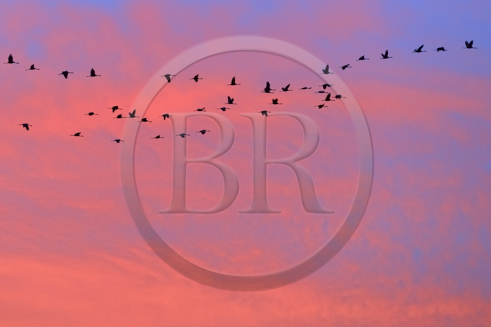 France, Indre, Berry, Parc Naturel Regional de la Brenne (Natural Regional Park of La Brenne), Rosnay, Red Sea pond (etang de la Mer Rouge), Common Crane (Grus grus), flight at sunset