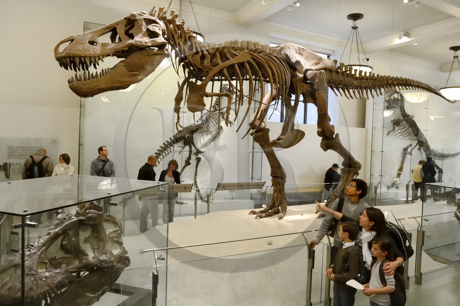 Etats-Unis, New York, Manhattan, Upper West Side, Musée Américain d'Histoire Naturelle (American Museum of Natural History), section des fossiles, Tyrannosaurus Rex