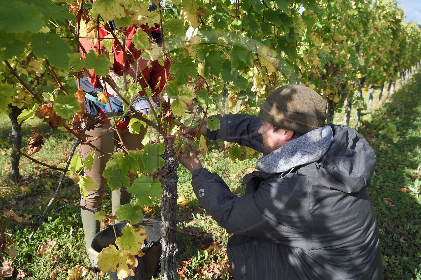 France, Haut-Rhin (68), Route des vins d'Alsace, Ribeauvillé, vendanges sur une parcelle du Domaine viticole Marcel Deiss