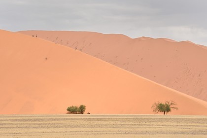 Namibie, région d'Hardap, désert du Namib, parc national du Namib-Naukluft, Erg du Namib classé Patrimoine Mondial de l'UNESCO, dunes de Sossusvlei, randonneurs sur la dune 45