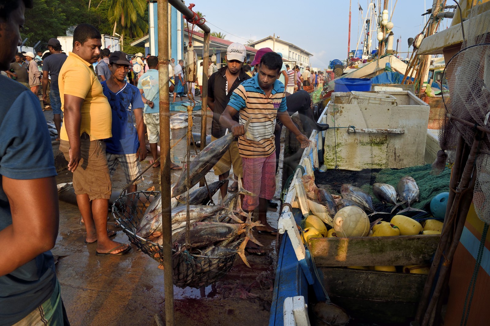 Sri Lanka, Province du Sud, Matara (district), Weligama, port de pêche de Mirissa, pesée et vente de poissons sur le quai au retour de la pêche