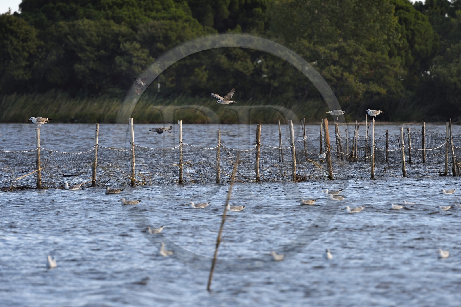 France, Haute-Corse (2B), l'étang de Biguglia (stagnu di Chjurlinu), réserve naturelle de Corse (RNC), jeunes goélands perchés sur des pieux d'aulne