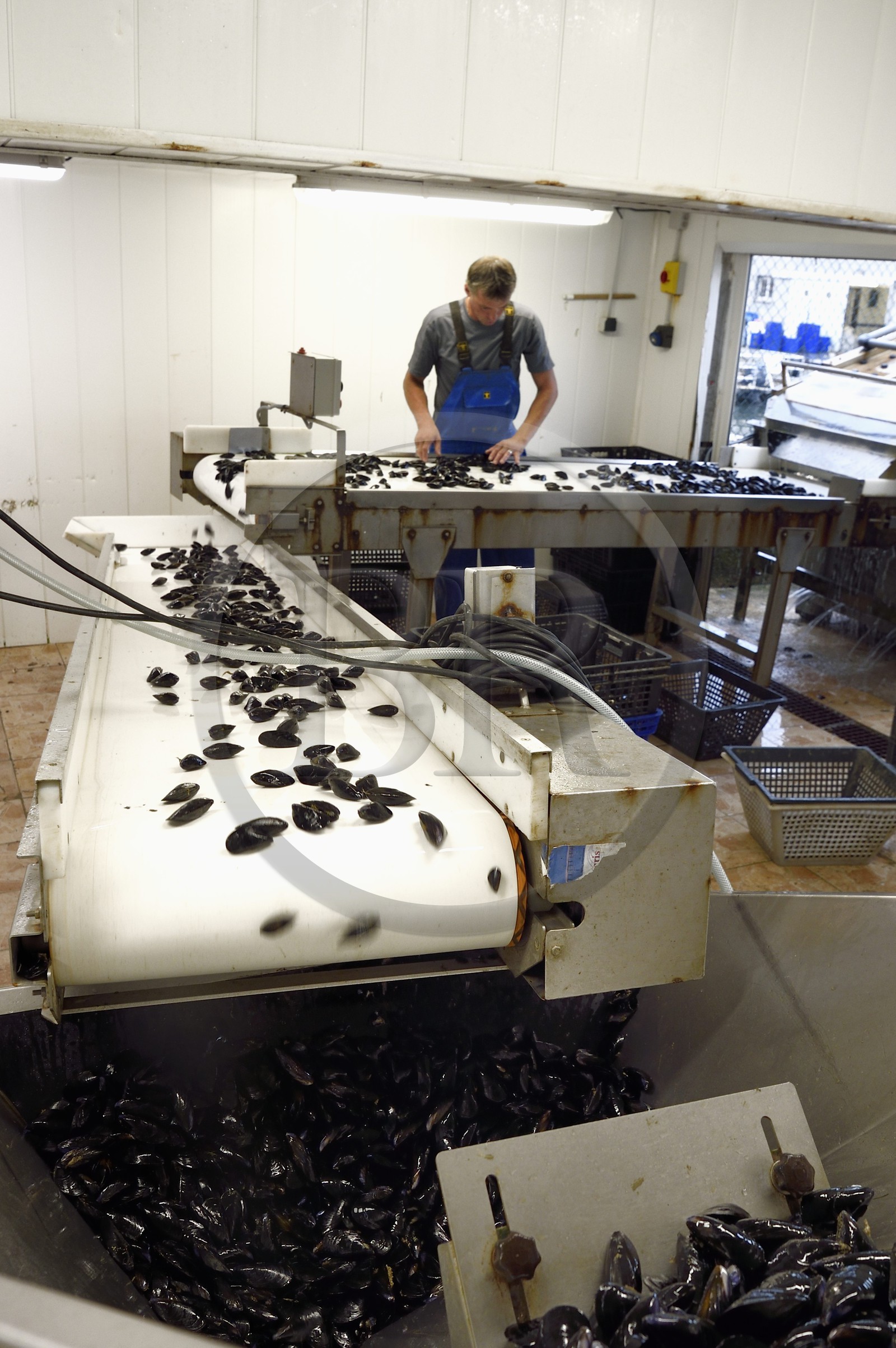 France, Var (83), La Seyne-sur-Mer, l'ostréiculteur Jean Christophe Giol dans la baie de Tamaris