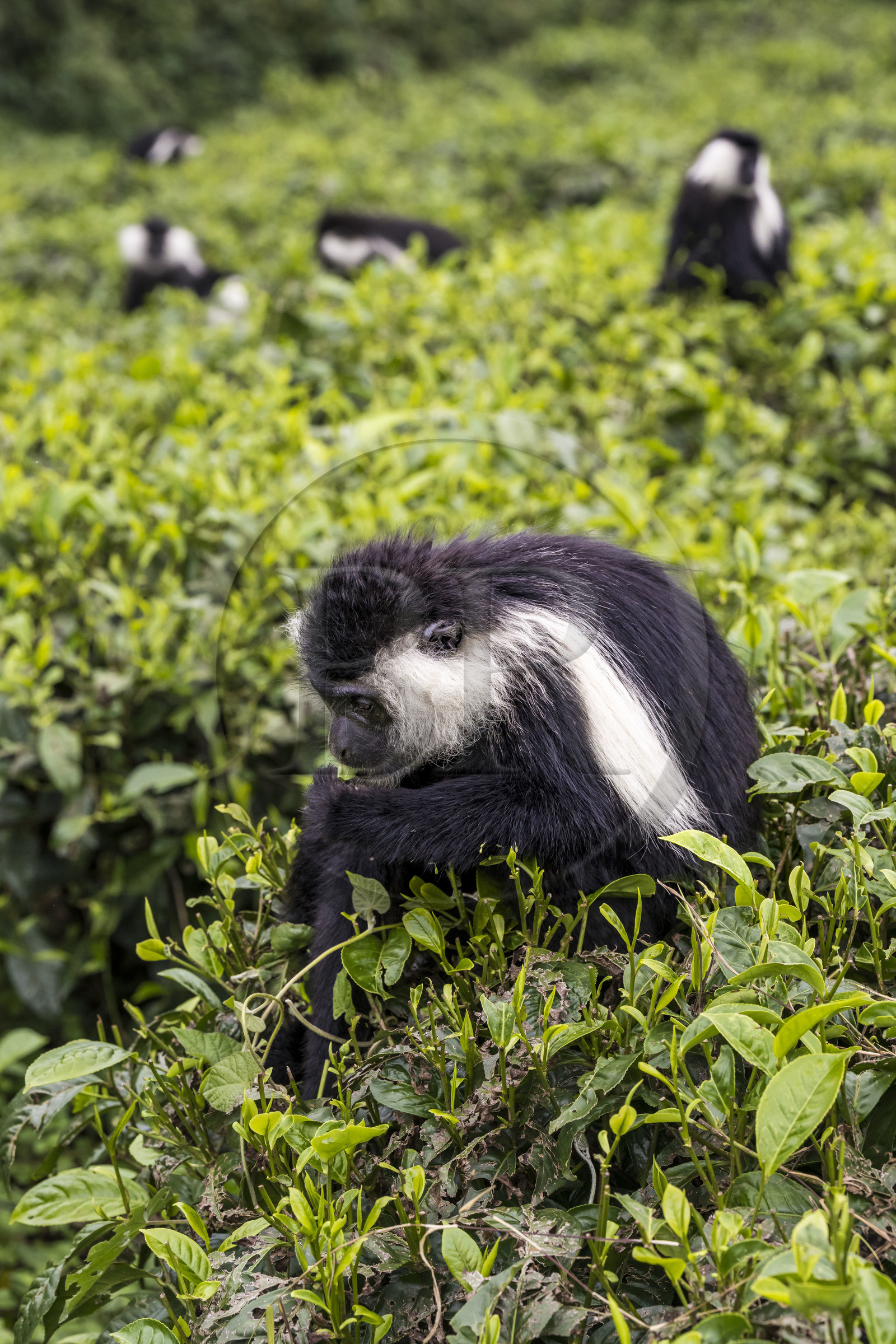 Rwanda, Province de l’Ouest, Gisakura, Parc national de Nyungwe, Colobe de Ruwenzori (Colobus angolensis ruwenzorii) dans une plantation de thédont il ne mange pas les feuilles