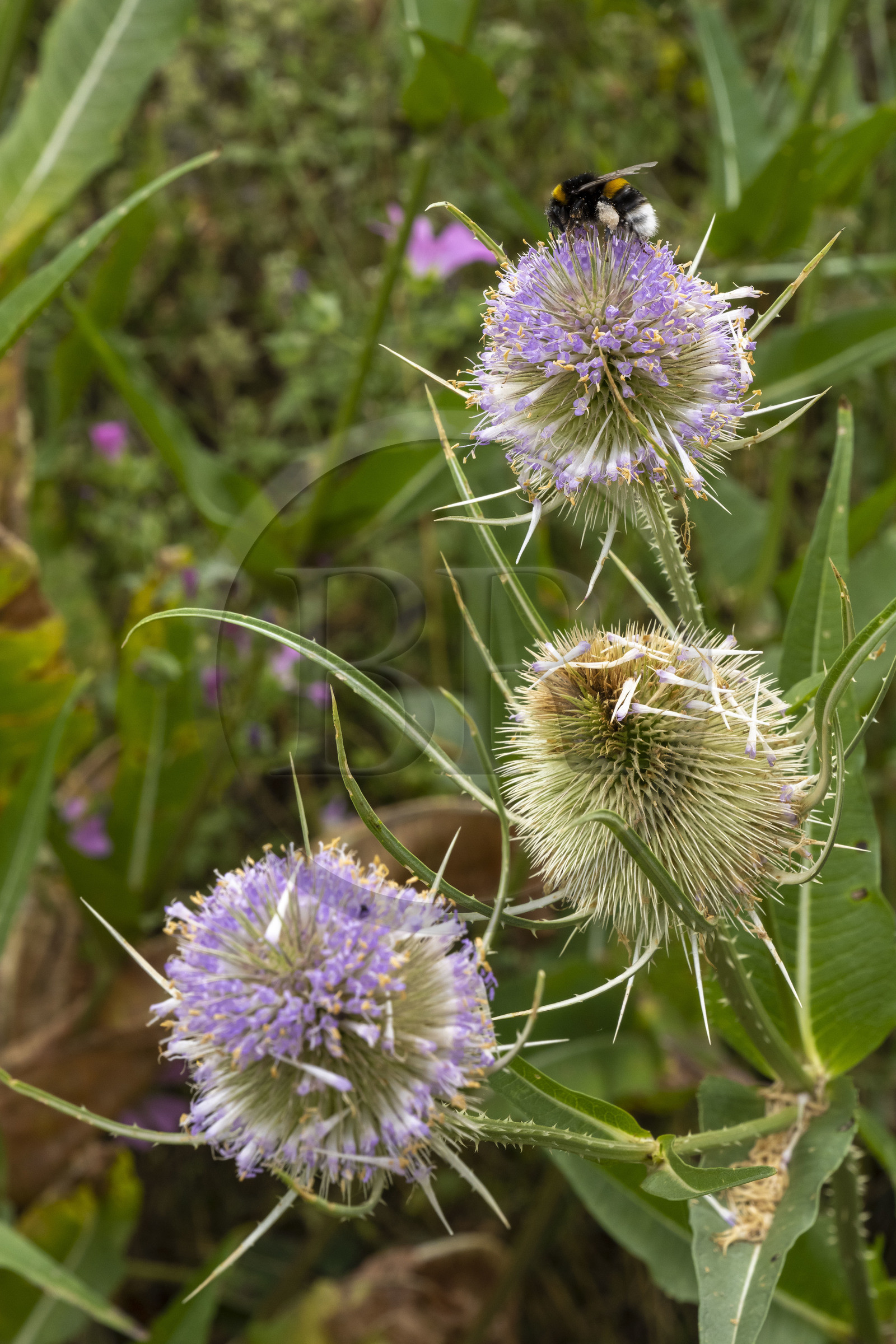 France, Alpes-Maritimes (06), Mouans-Sartoux, Jardins du Musée International de la Parfumerie​ (MIP), chardon