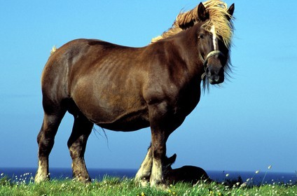 France, Finistère (29), île de Batz, une jument de labour avec son poulain