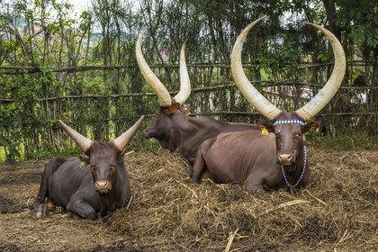Rwanda, Province du Sud, Nyanza, musée du Palais royal Rukari, vaches royales à longues cornes appellée Inyambo ou watusi