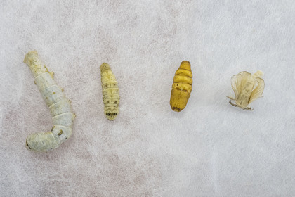 France, Gard, Monoblet, Atelier Sericyne is relaunching French sericulture, breeding silkworms and producing exceptional non-woven silk for the production of decorative objects, the four stages of development of the bombyx