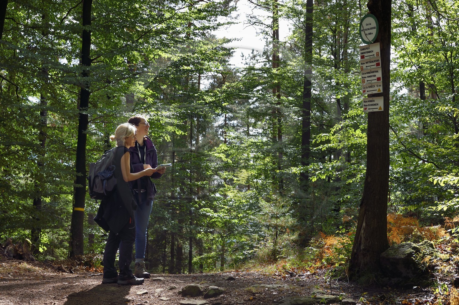 France, Bas-Rhin (67), Parc naturel régional des Vosges du Nord, Obersteinbach, foret domaniale de Steinbach, randonneuses sur le chemin des ruines du fortin de Wittschloessel