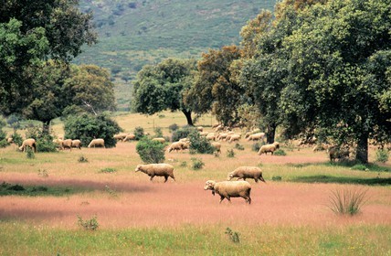 Spain, Estremadura, herd of sheep