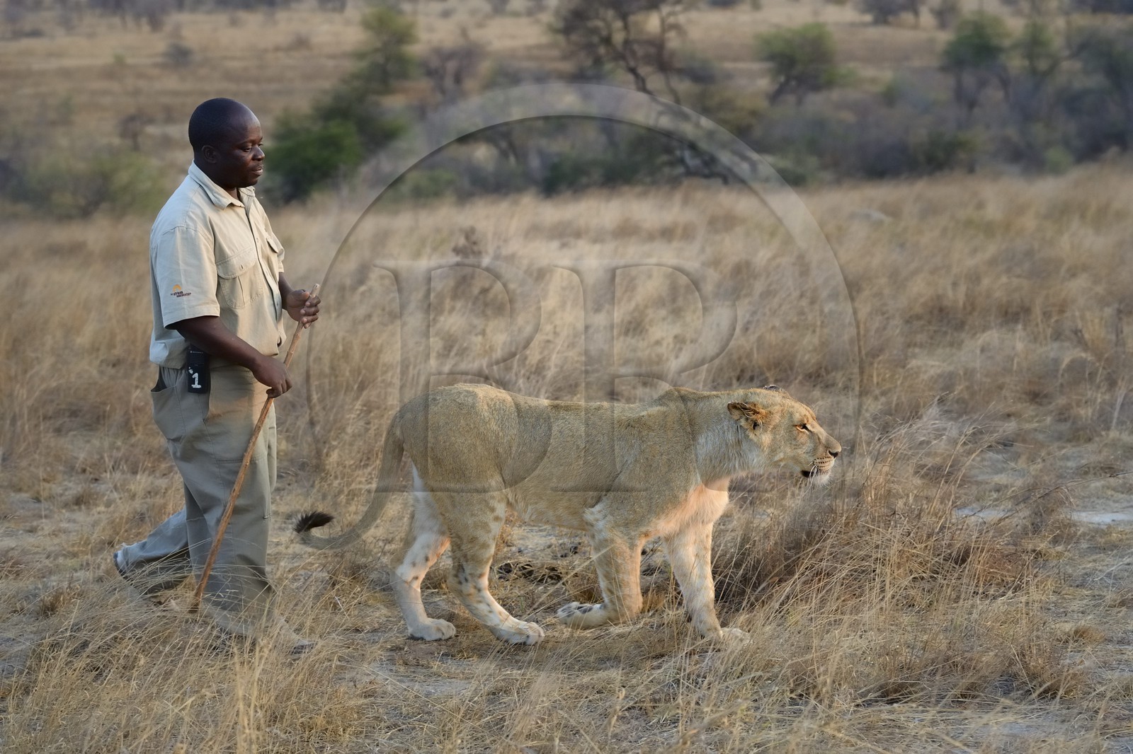 Zimbabwe, province des Midlands, Gweru, Antelope Park qui abrite ALERT (African Lion and Environmental Research Trust), marche à pied de guides - dresseurs en compagnie de lions (panthera leo) dans la brousse