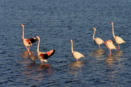 France, Aude (11), Narbonne, les Corbières, Gruissan, Flamants roses (Phoenicopterus roseus)