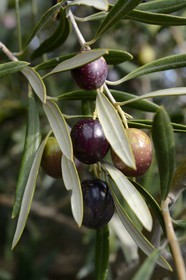 Spain, Andalusia, Jaén Province, olive groves south of Martos between Baena and Alcaudete