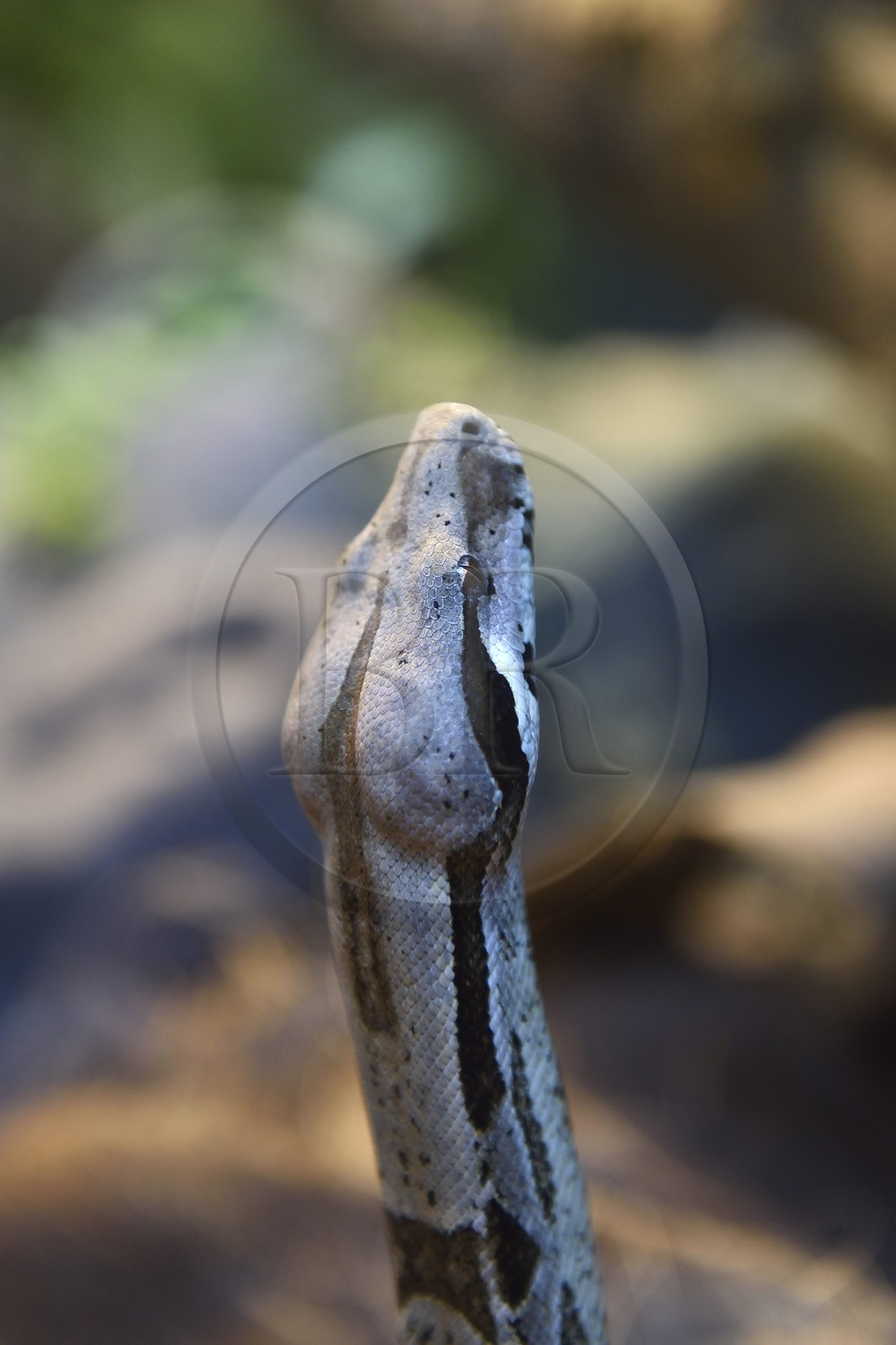 France, Paris (75), Le Parc zoologique de Paris (Zoo de Vincennes), la biozone Guyane dans la Grande Serre, Boa constrictor (Boa constrictor)