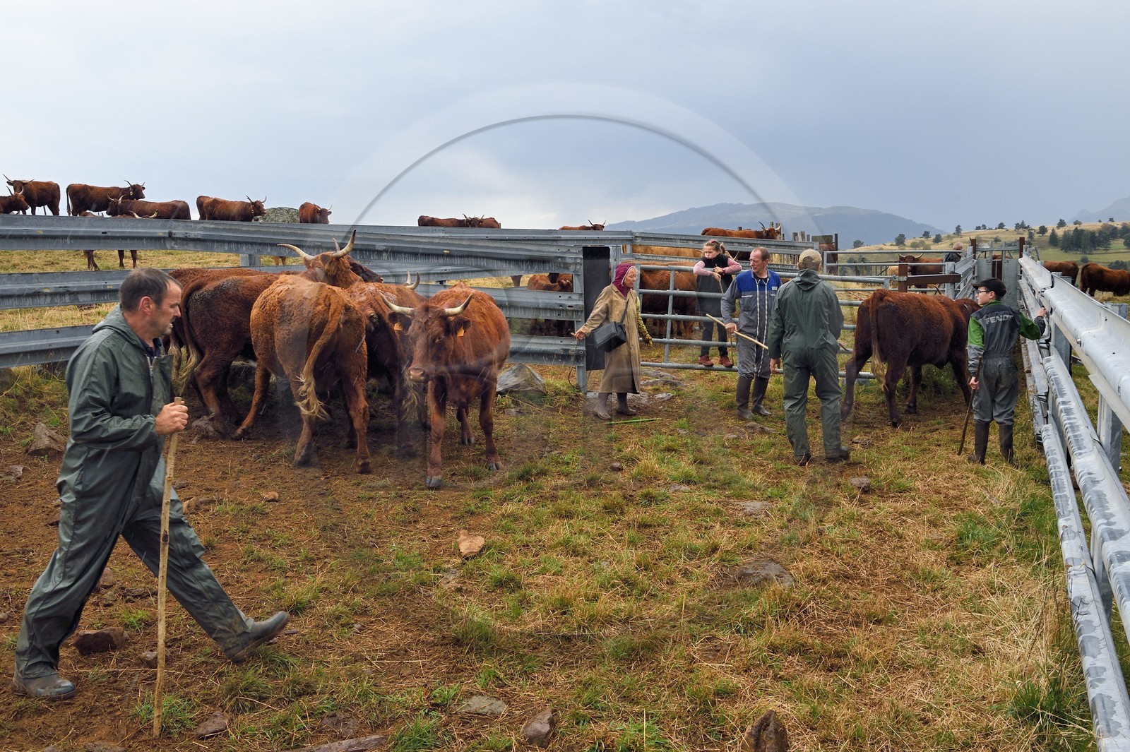 France, Cantal (15), plateau de Chastel-sur-Murat sur le chemin de Saint-Jacques de Compostelle par la Via Arverna, la vétérinaire Sylvie Calmels soigne des vaches Salers dans un corral de contention de l'enclos à bétail