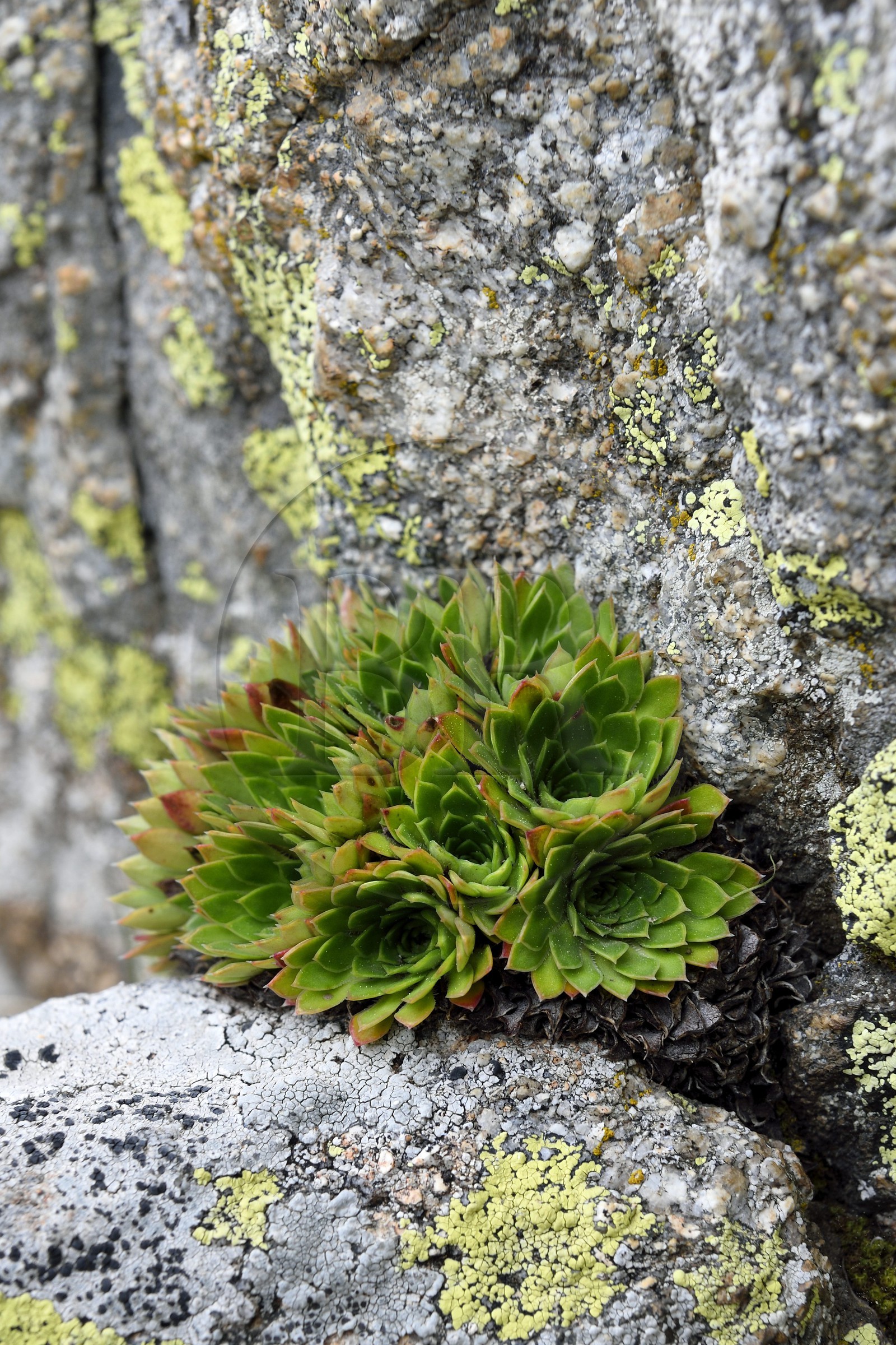 France, Alpes-Maritimes (06), parc national du Mercantour, vallée de la Valmasque, Saxifrage à nombreuses fleurs (Saxifraga florulenta) endémique et emblèmatique du Parc