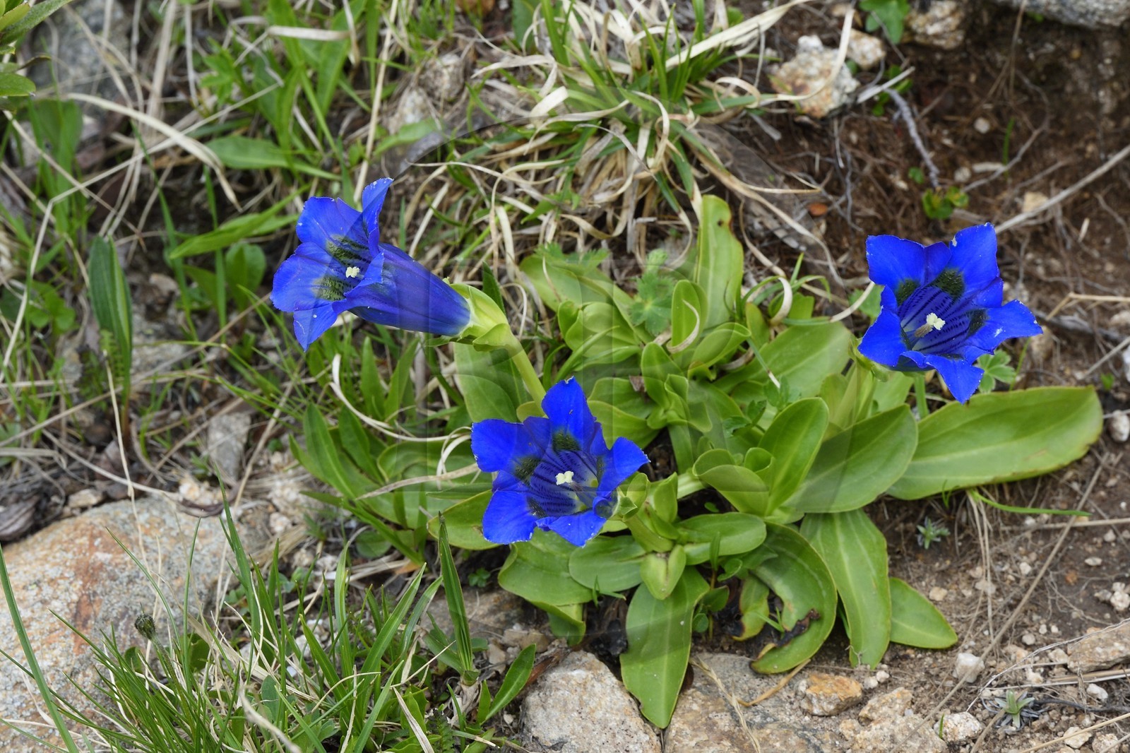 France, Alpes-Maritimes (06), parc national du Mercantour, vallée de la Valmasque, Gentiane acaule (Gentiana acaulis)