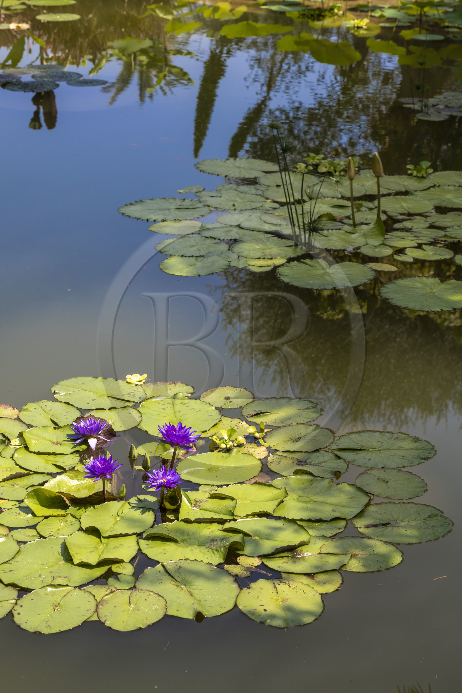 France, Alpes-Maritimes (06), Menton, Jardin botanique exotique du Val Rahmeh, bassin aux nénuphares