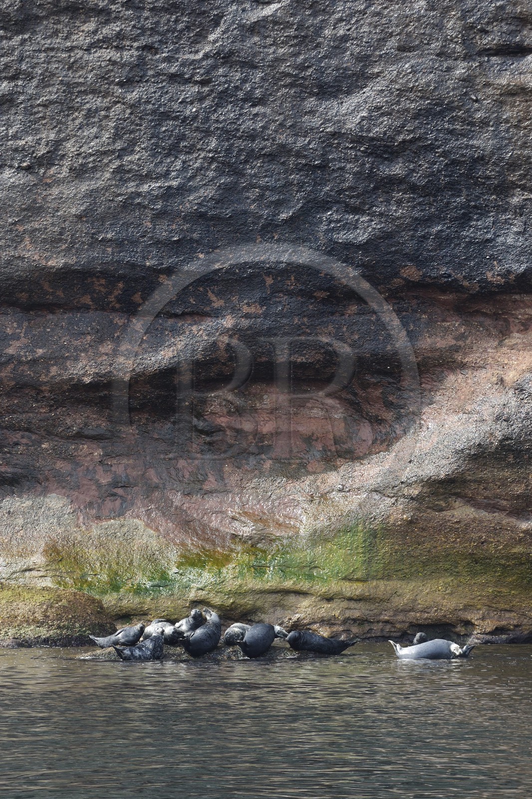 Canada, Quebec Province, Gaspesie, île Bonaventure (Bonaventure Island), colony of grey seals (Halichoerus grypus)