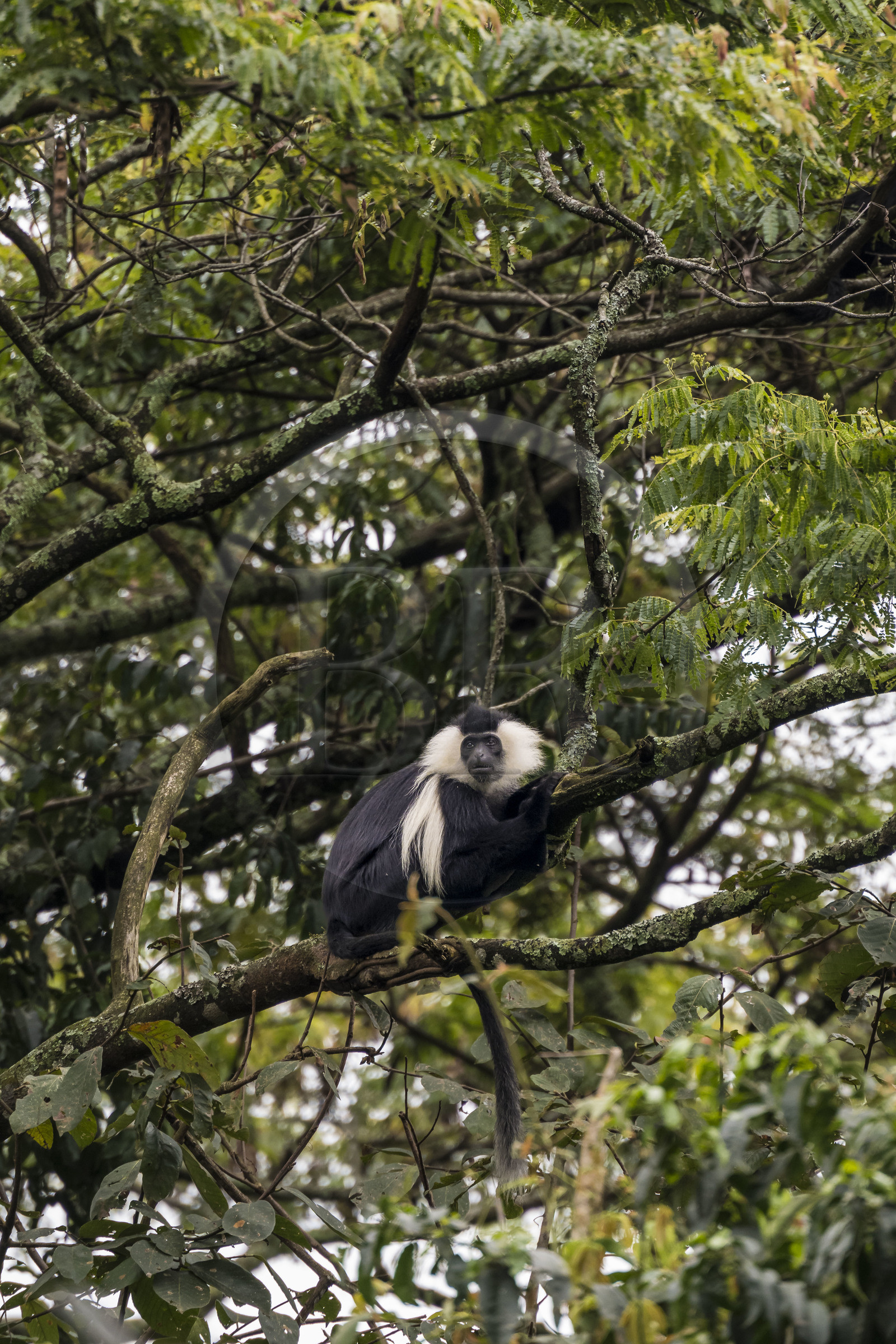 Rwanda, Province de l’Ouest, Gisakura, Parc national de Nyungwe, Colobe de Ruwenzori (Colobus angolensis ruwenzorii) pendant un safari à pied dans la forêt tropicale humide naturelle