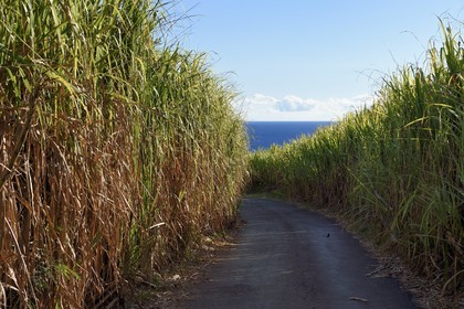 France, Ile de la Reunion, Saint-Philippe, Mare-Longue, route de la montagne traversant des champs de canne à sucre