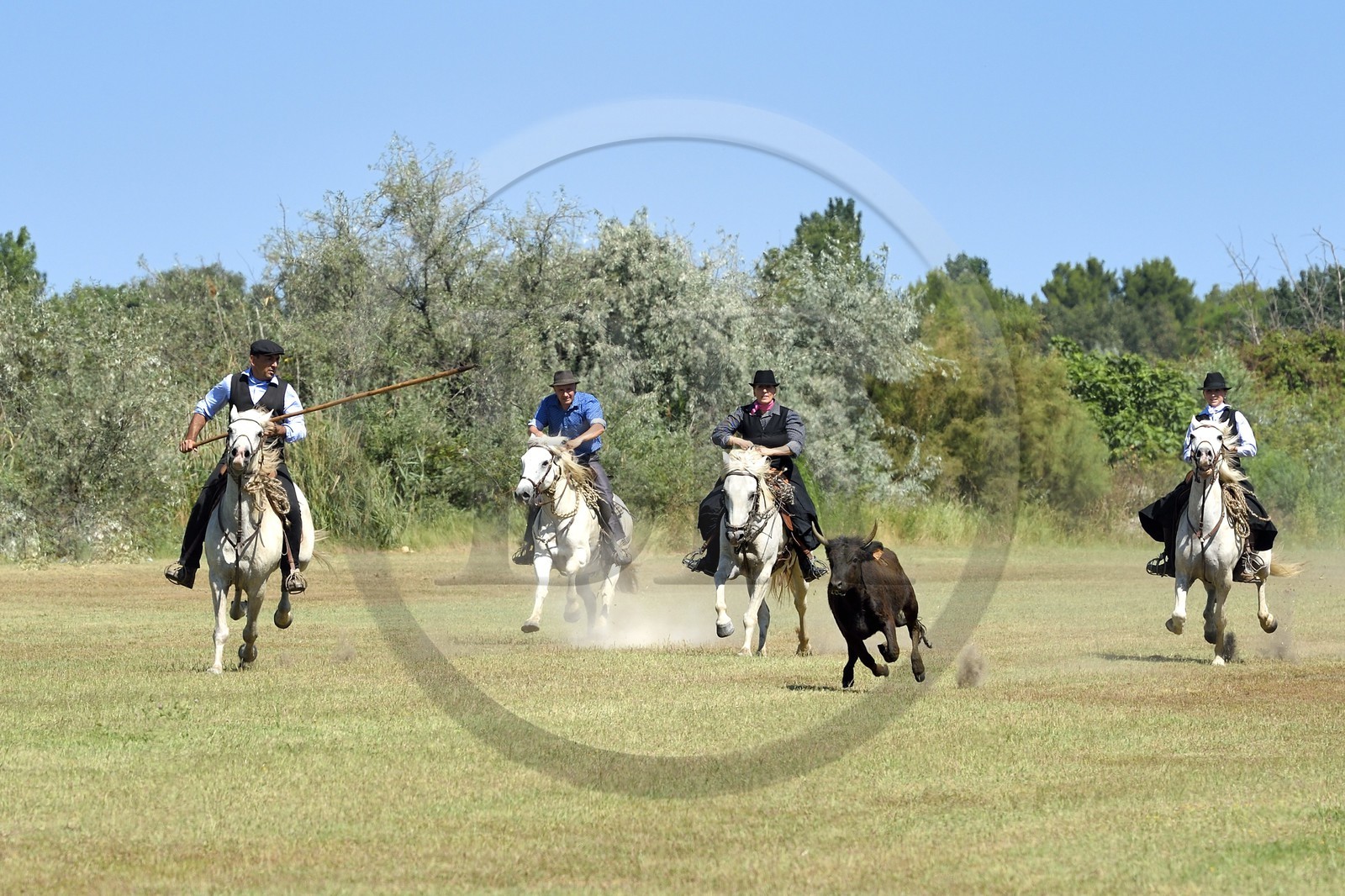 France, Bouches-du-Rhône (13), Parc naturel régional de Camargue, La Régie de Frigoulès, ferrade, gardians poursuivant un taureau
