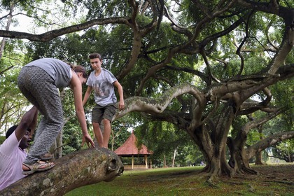 Sri Lanka, province du centre, Kandy, jardin botanique de Peradeniya, figuier de Java (Ficus Benjamina)