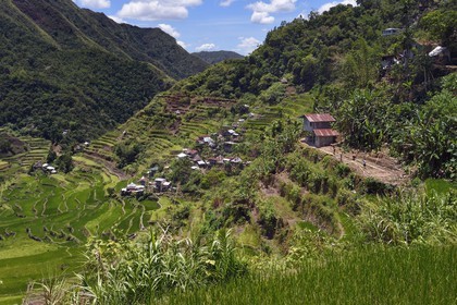 Philippines, province d'Ifugao, les rizières en terrasses de Banaue autour du village de Batad, classées Patrimoine Mondial de l'UNESCO, alimentées par un ancien système d'irrigation depuis la forêt tropicale au-dessus des terrasses, construction d'une maison