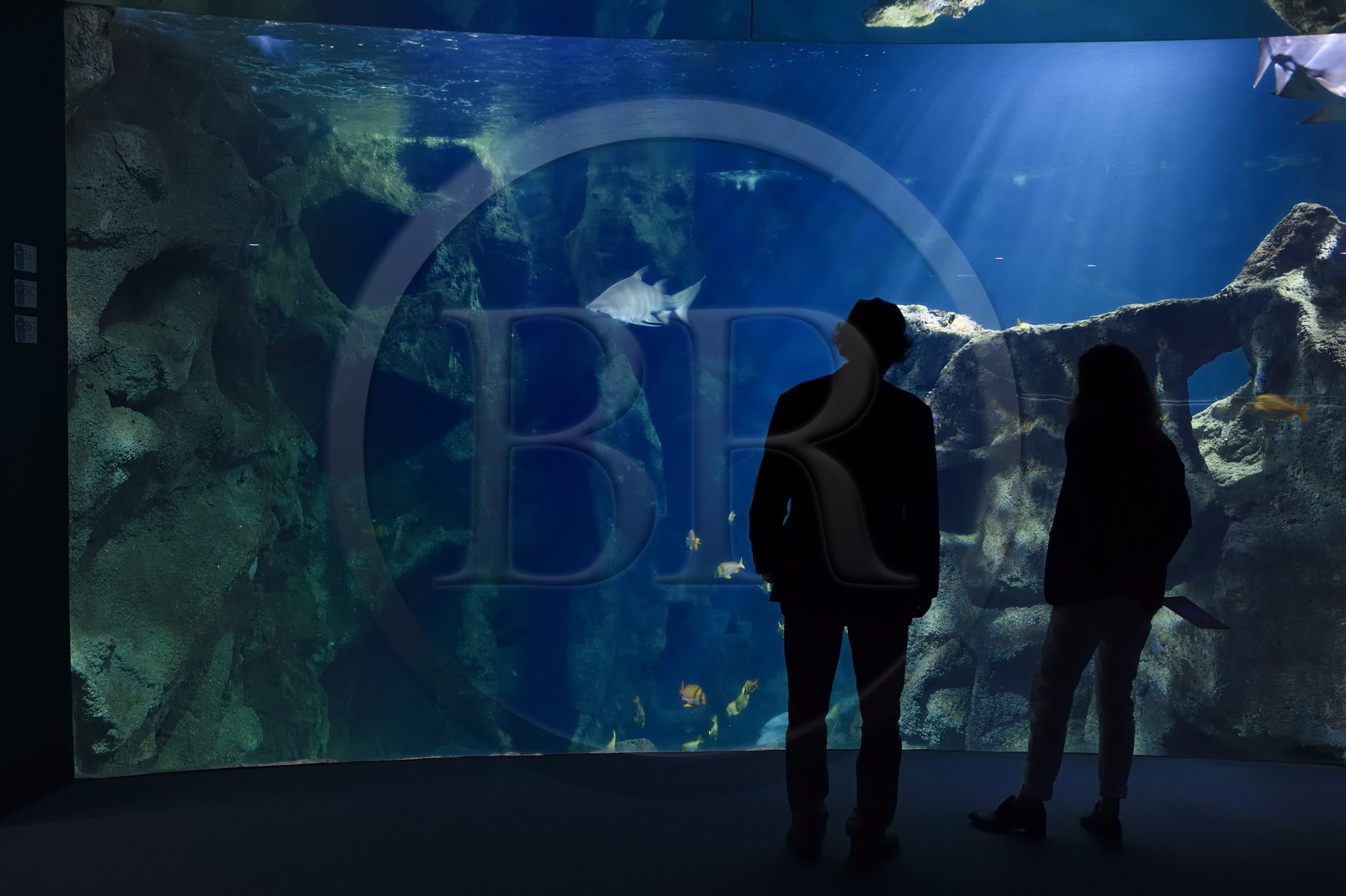 France, Charente-Maritime (17), La Rochelle, Aquarium La Rochelle, Mention obligatoire, le bassin des requins