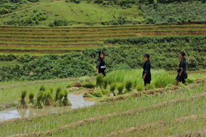 Vietnam, Lao Cai province, Sapa district, Ta Phin valley,  rice plantations in terraces, Black Hmong minority women pricking out the rice