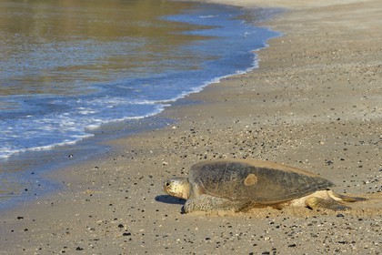 France, Ile de Mayotte, Grande-Terre, Kani-Keli, plage de N’Gouja, tortue verte (Chelonia mydas) rejoignant la mer après la ponte