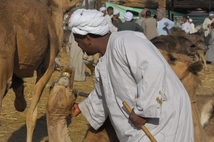 Egypte, Haute Egypte, Daraw au nord d'Assouan, marché aux dromadaires