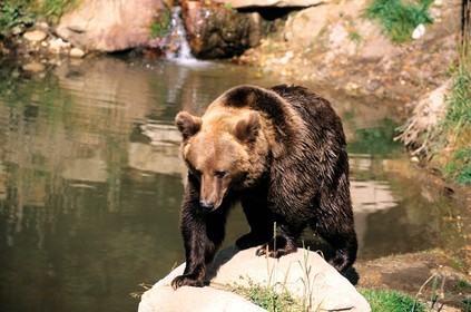 France, Pyrénées-Orientales (66), ours brun des Pyrénées au parc animalier des Angles dans la Capcir