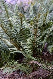 France, Corse-du-Sud (2A), Alta Rocca, massif de Bavella, fougère 'osmonde royale (Osmunda regalis)