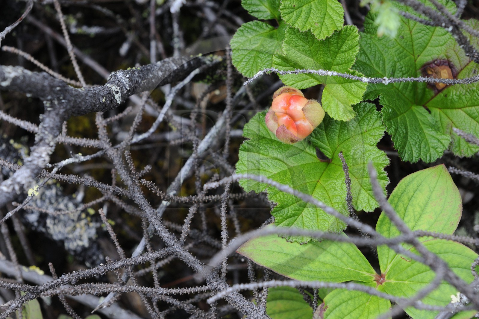 Canada, province du Québec, Côte Nord, Havre-Saint-Pierre, le Parc National Archipel de Mingan dans le golfe du Saint Laurent, le Chicouti