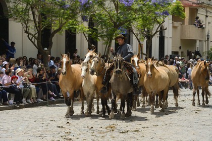 Argentine, province de Buenos Aires, San Antonio de Areco, fête du Jour de la Tradition (Dia de la Tradicion), gaucho présentant son troupeau de chevaux