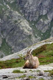 France, Alpes-Maritimes (06), parc national du Mercantour, vallée de la Valmasque, étagne, bouquetin (Capra ibex) femelle des Alpes