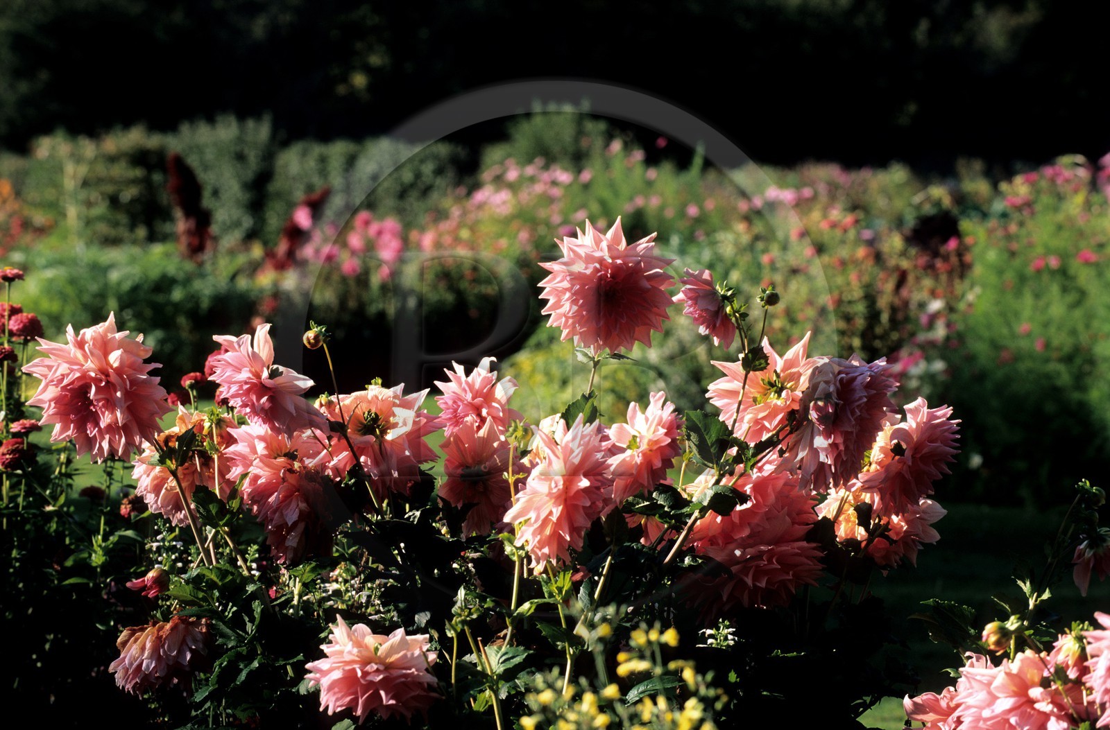 France, Essonne (91), château de Saint-Jean-de-Beauregard, le potager (17ème siècle)