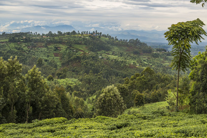 Rwanda, Province de l’Ouest, Nyakabuye, une colline typique de cette région avec un mélange de cultures dont le thé et le bananier, espaces agricoles entrecoupés de forêts d'eucalyptus, avec un habitat dispersé et des près pour l'élevage, en arrière plan les montagnes de la République démocratique du Congo