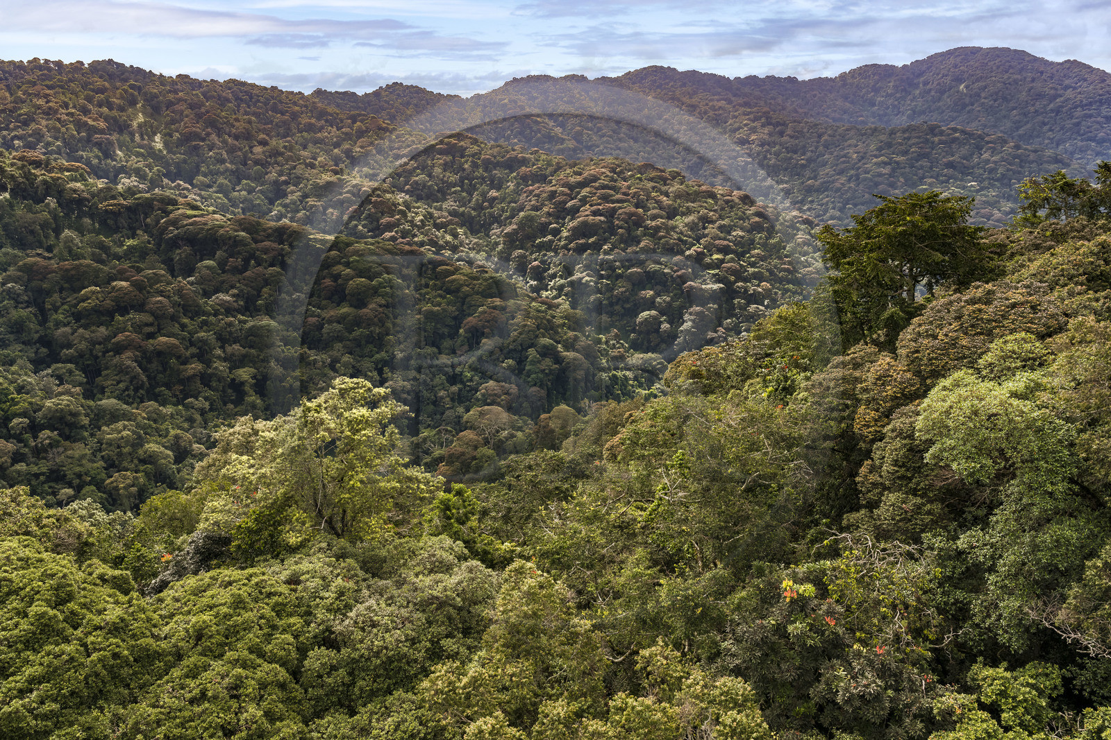 Rwanda, Province de l’Ouest, Colline Ibanda à Uwinka, Parc national de Nyungwe, la canopé vue depuis le Canopy walkway dans la forêt tropicale