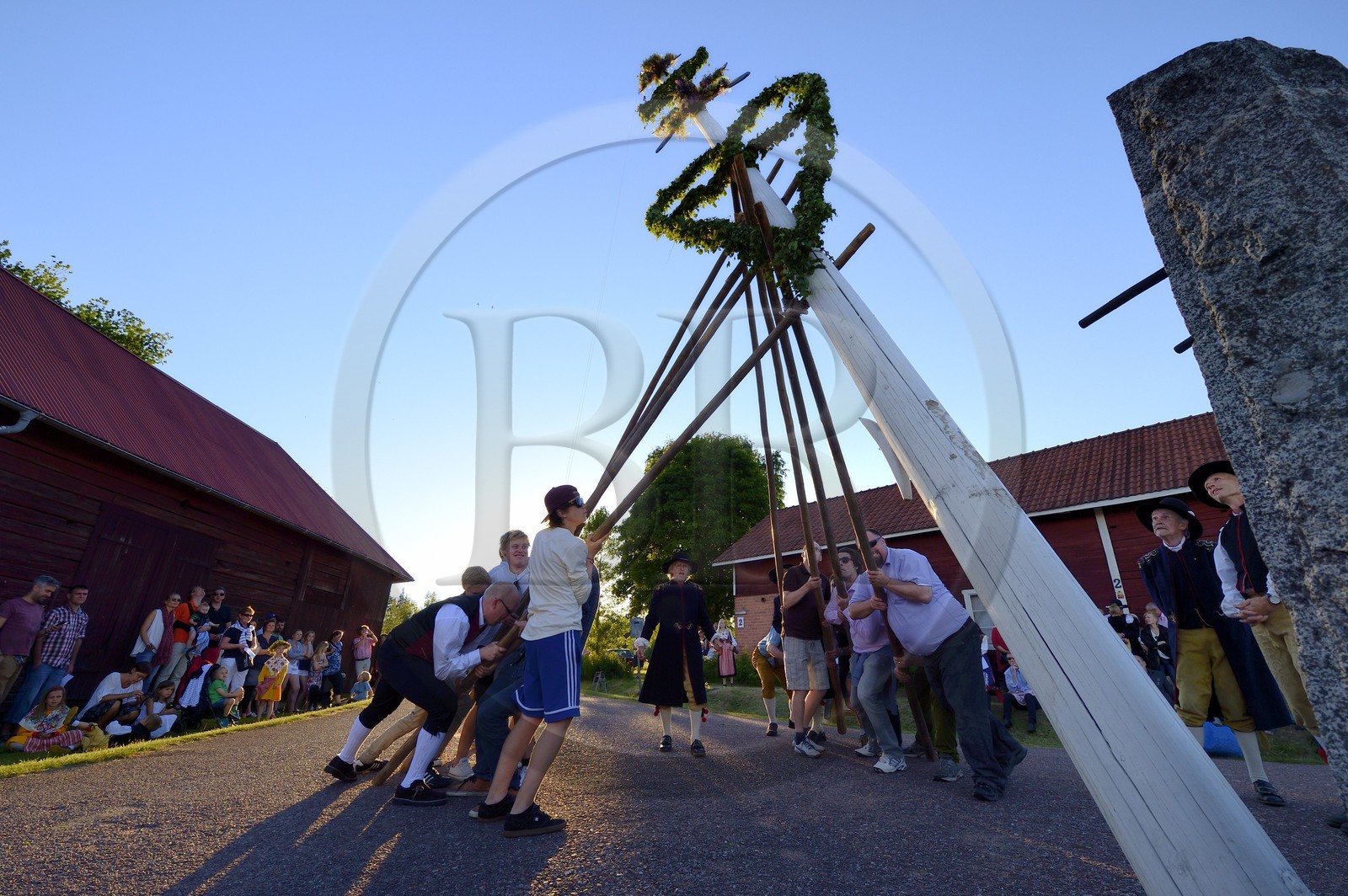 Sweden, Dalarna County, Leksand area, Midsummer celebrations in the tiny hamlet of Hjulbäck, uprising the maypole