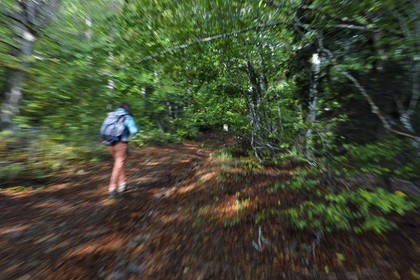 France, Ardèche (07), parc naturel régional des Monts d'Ardèche, massif du Mézenc, forêt de Lac-d'Issarlès, randonneuse dans la hêtraie de Montchamp