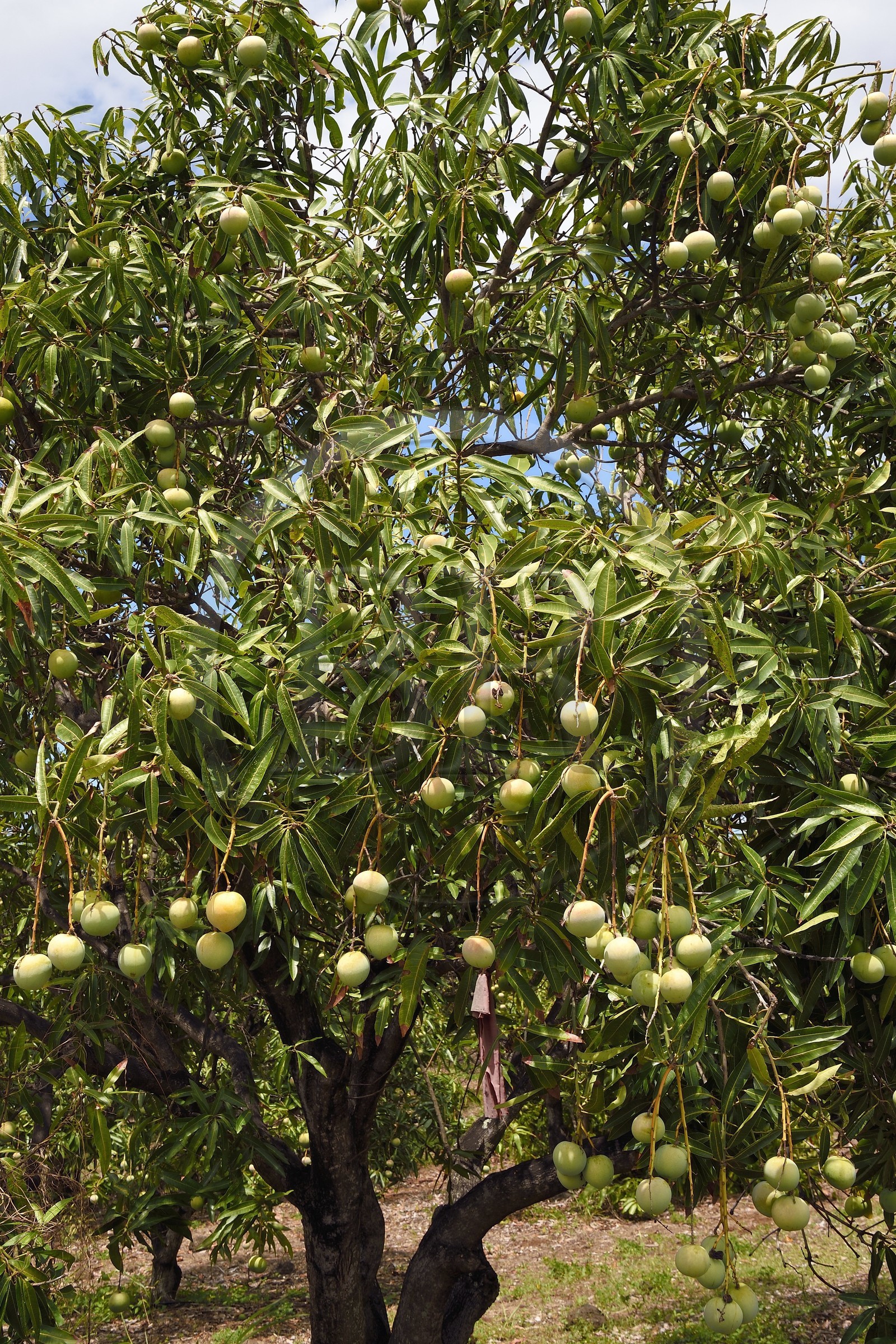 France, Ile de la Reunion, Saint-Louis, mangues sur un manguier