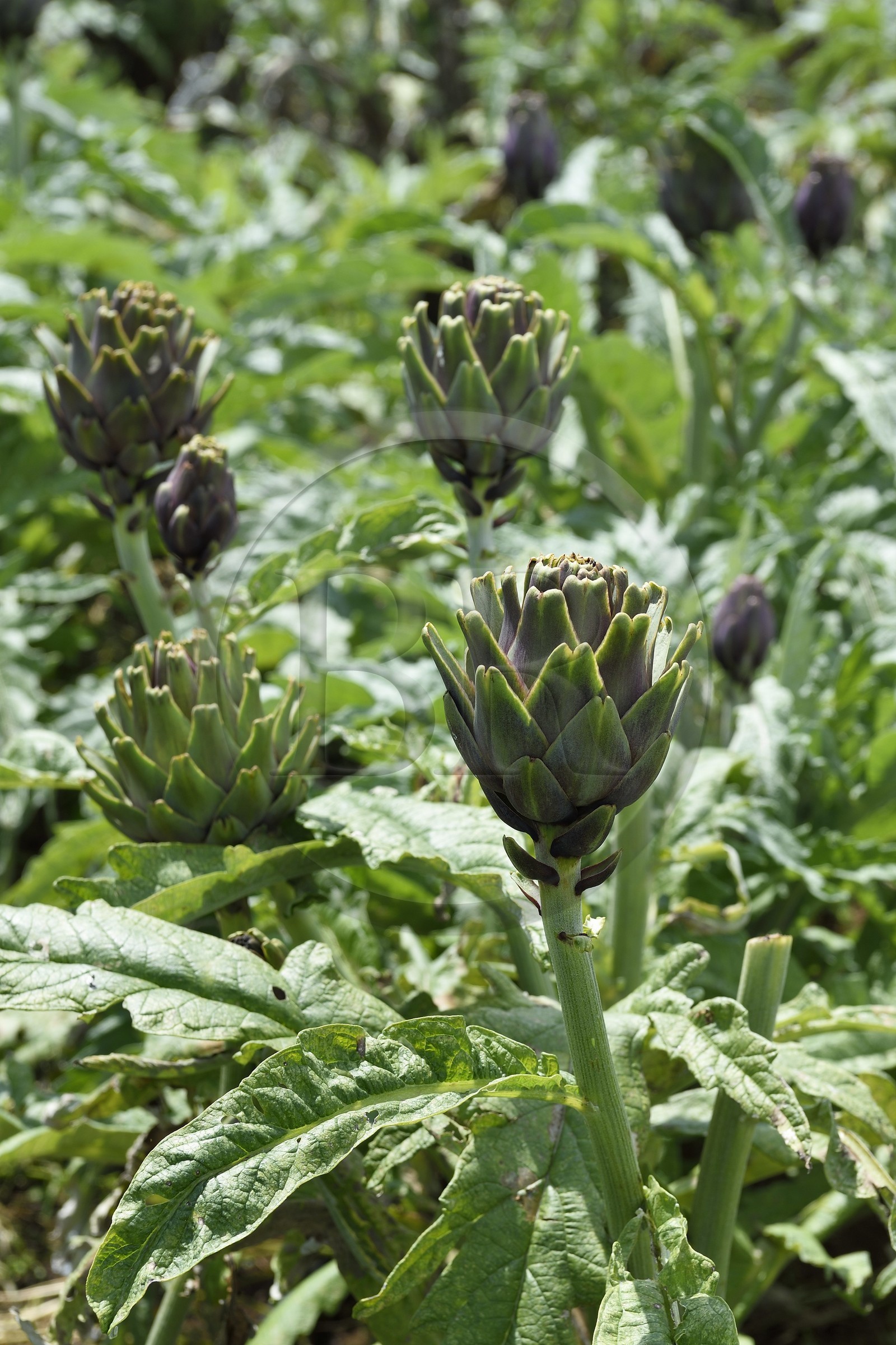 France, Ile de la Reunion, Le Tampon, la Plaine des Cafres, champ d'artichauts